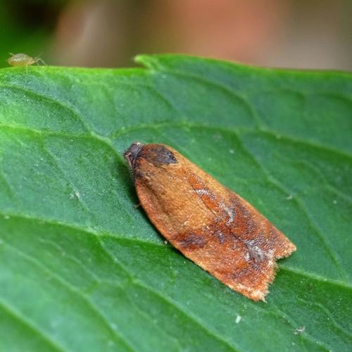 Réf. 303 420 : Cacoecimorpha pronubana